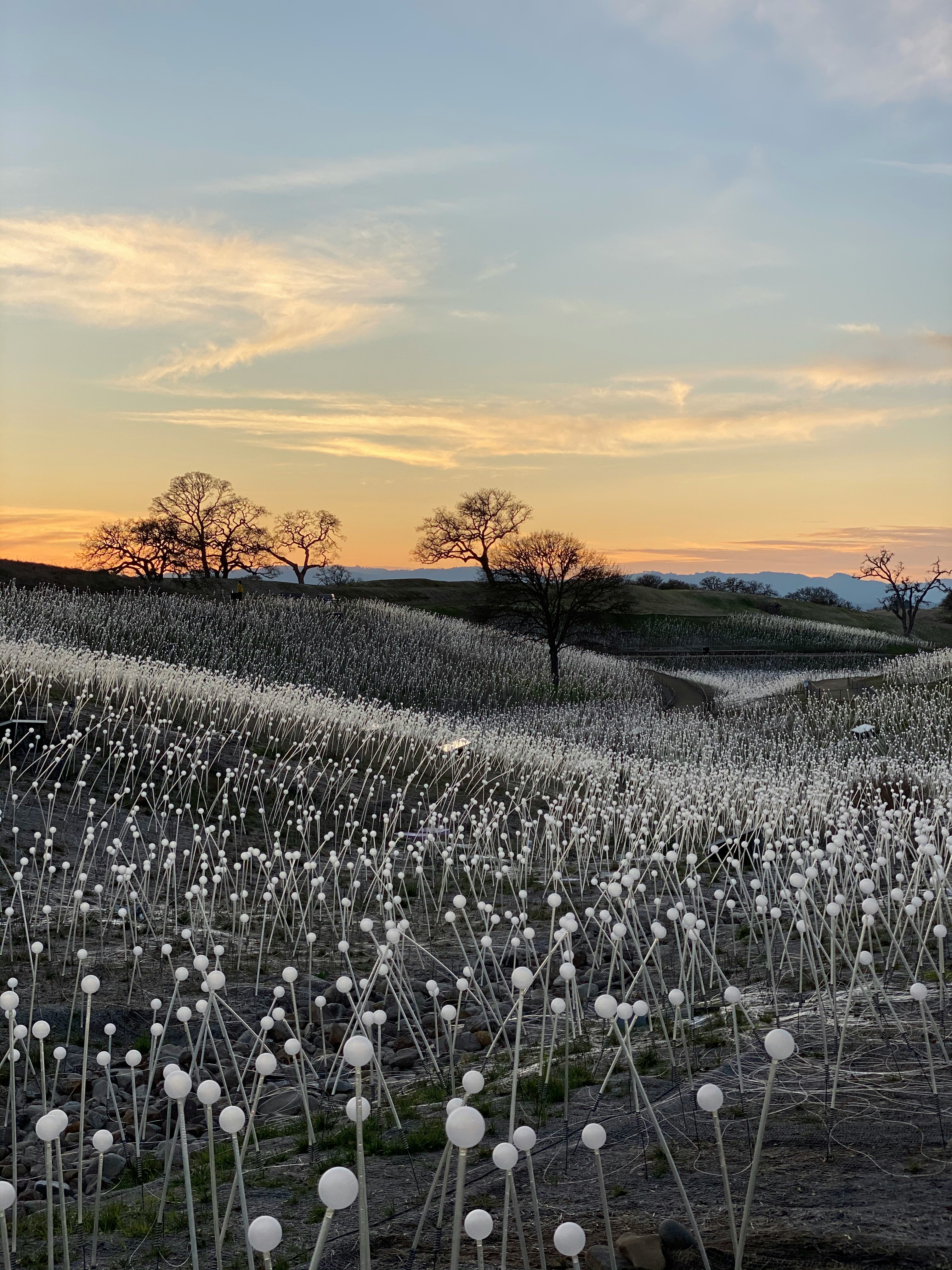 white dandelion field during sunset